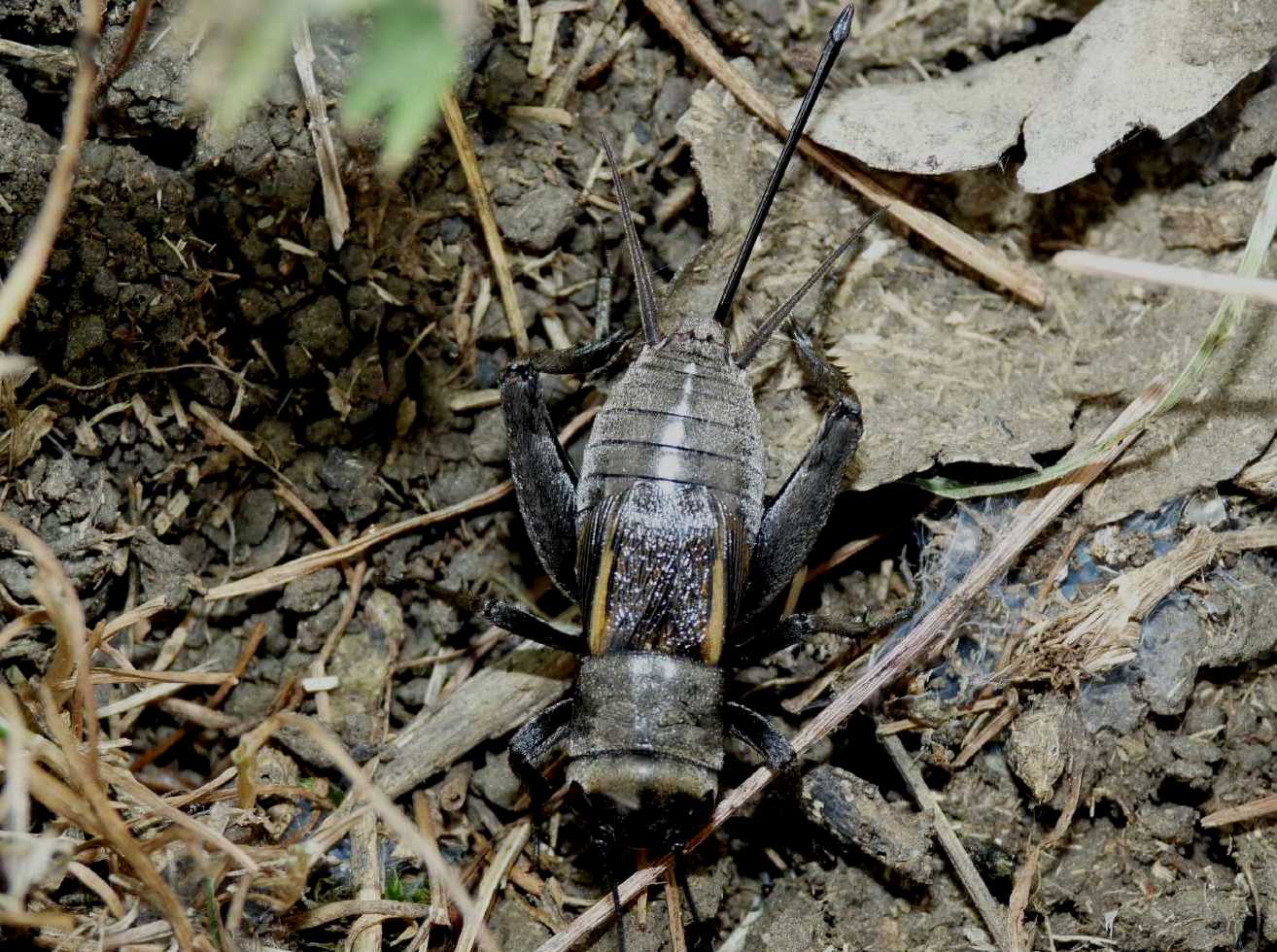 I grilli della Tolfa: Melanogryllus desertus